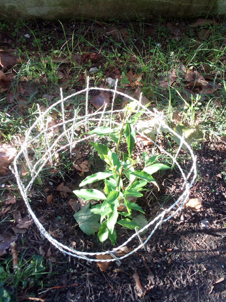 le 1er forsythia